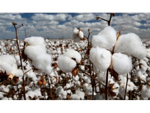 北半球棉花大幅减产 棉价上涨近在眼前